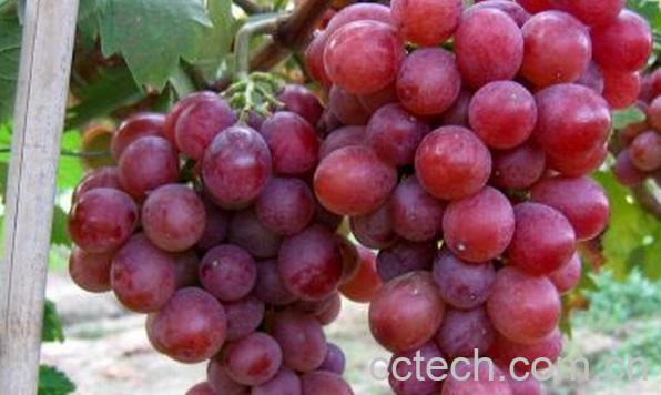 果蔬百科国产红提-0