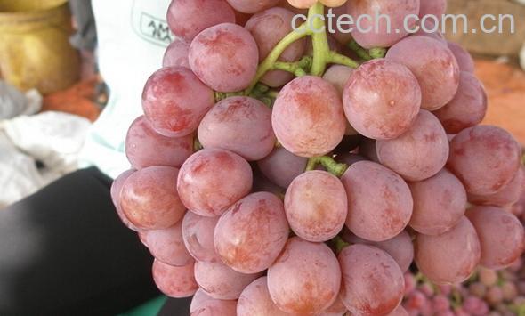 果蔬百科红提-0