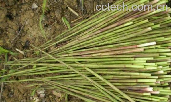 果蔬百科如何种植山竹-0