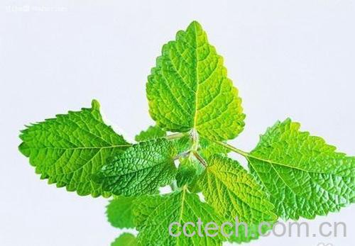 果蔬百科荷叶茶功效-0