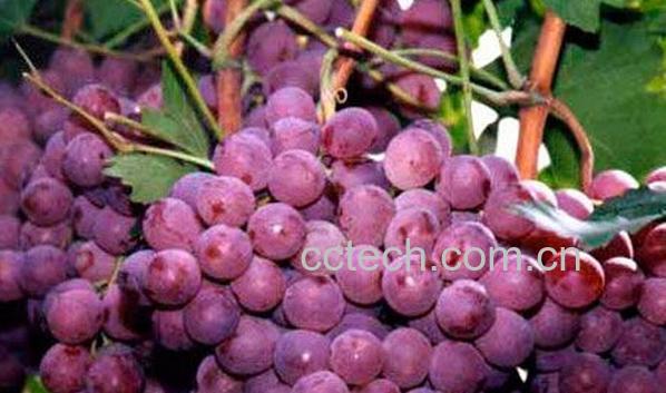 果蔬百科宾川红提前期病害防治-0