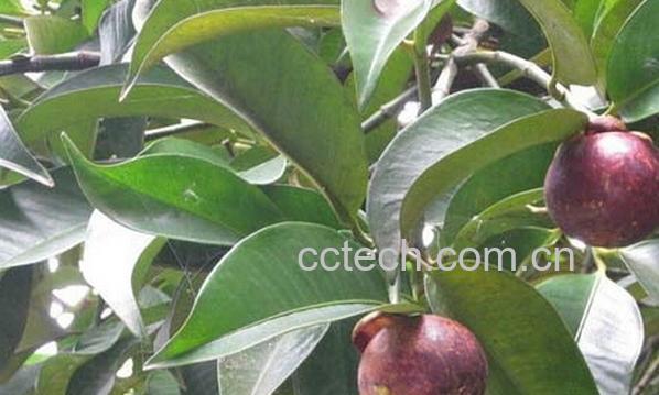 果蔬百科山竹果树-0