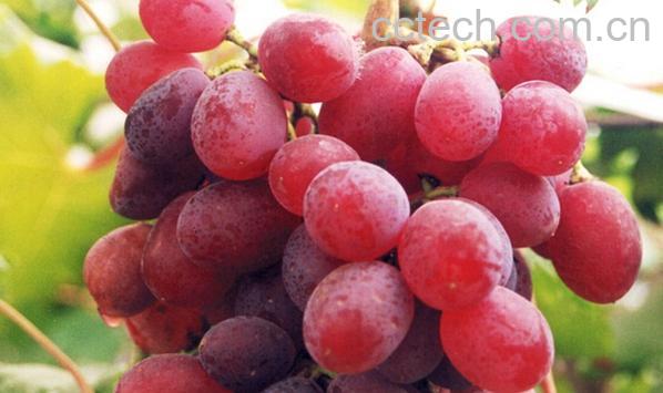 果蔬百科红提-0