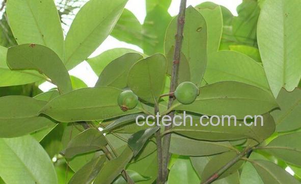 果蔬百科木竹子和山竹子的区别-0