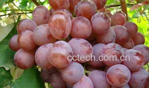 果蔬百科红提如何剥皮-0