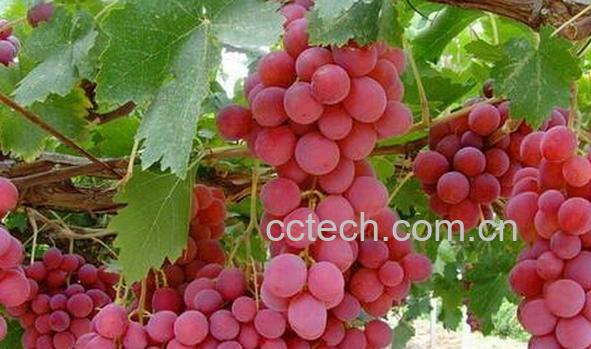 果蔬百科红提葡萄-0