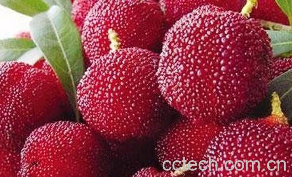 果蔬百科杨梅-0