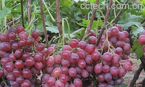 果蔬百科红提葡萄霜霉病-0