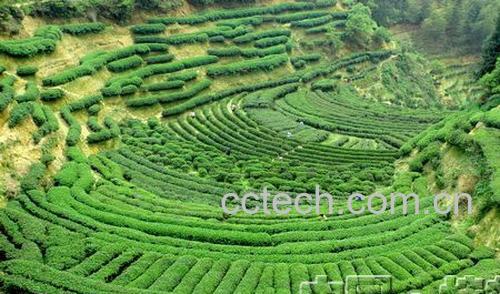 果蔬百科桂东玲珑茶-0