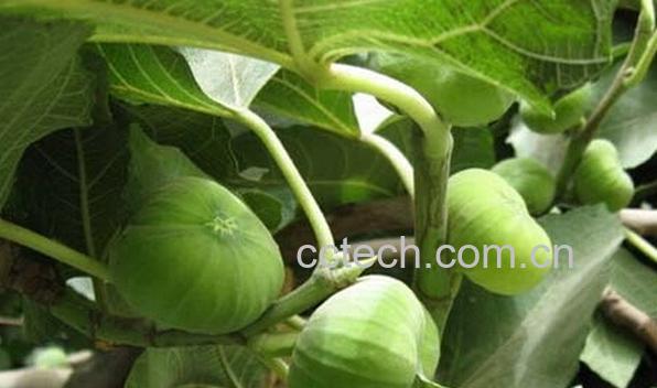 果蔬百科无花果-0