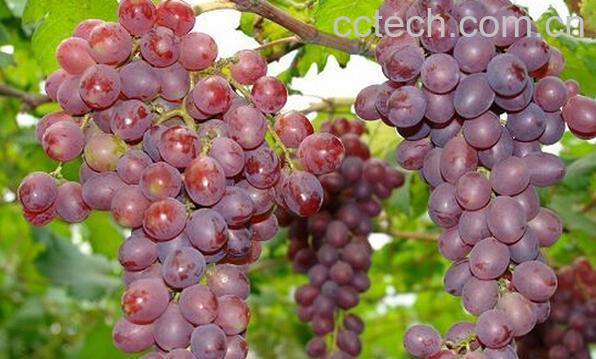 果蔬百科哪些人不能吃红提子-0