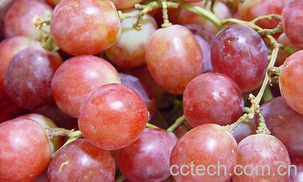 果蔬百科红提的皮和籽能吃吗-0