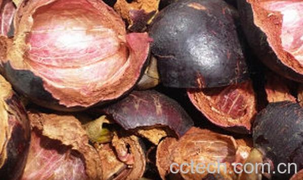 果蔬百科山竹壳-0