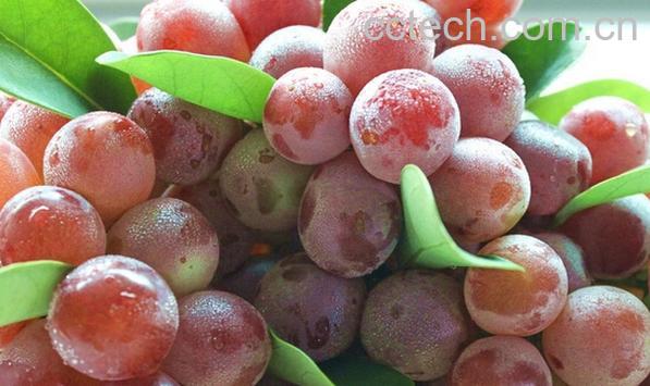 果蔬百科红提-0