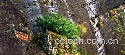 果蔬百科武夷山大红袍-0