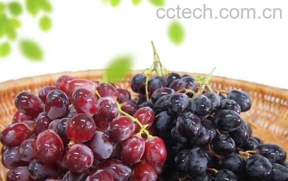 果蔬百科黑提和红提哪个好-0