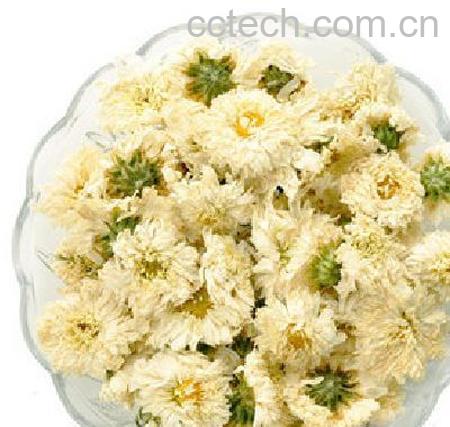 果蔬百科白菊花茶的功效与作用-0