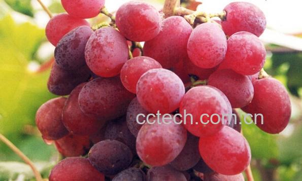 果蔬百科红提-0