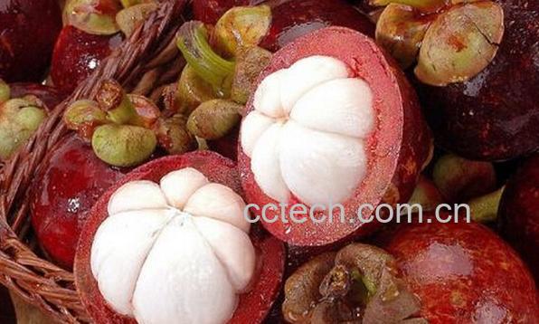 果蔬百科怀孕初期可以吃山竹吗-0