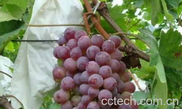 果蔬百科红提-0