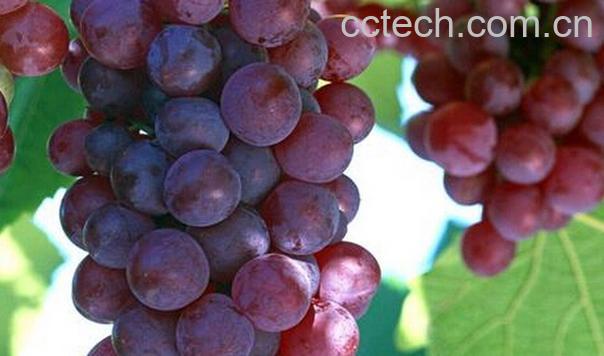 果蔬百科葡萄-0