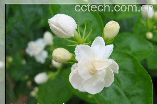 果蔬百科茉莉清茶-0