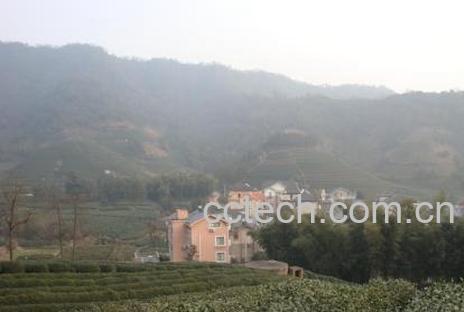 果蔬百科龙井产地-0