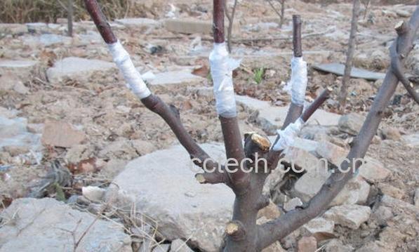 果蔬百科苹果树-0