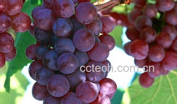 果蔬百科吐鲁番红葡萄-0