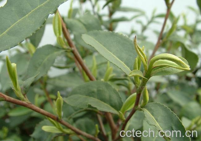 果蔬百科碧螺春-0