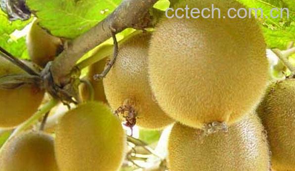 果蔬百科软毛甜猕猴桃-0