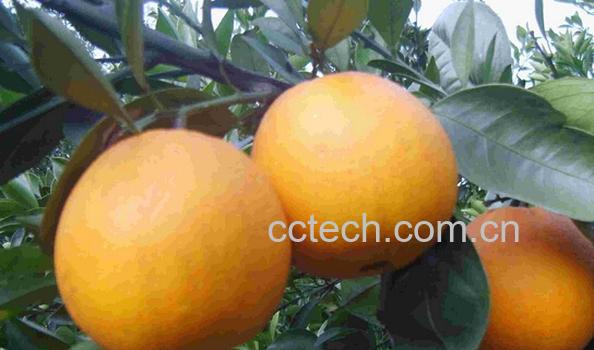 果蔬百科桥本温州蜜柑-0