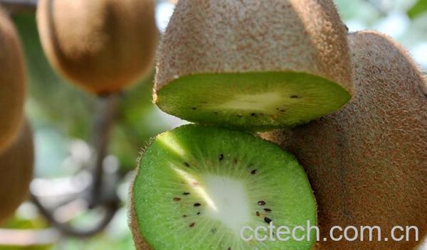 果蔬百科庐山香猕猴桃-0