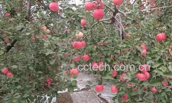 果蔬百科苹果树应该怎样施肥-0