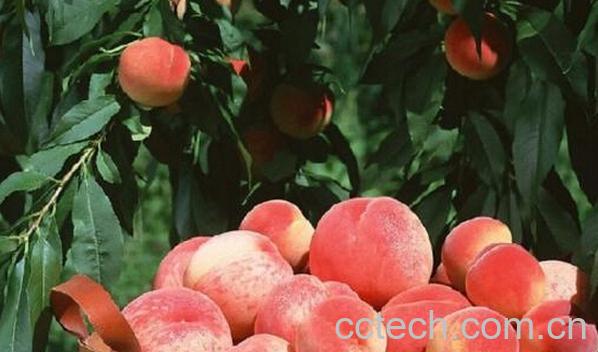 果蔬百科张家港凤凰水蜜桃-0