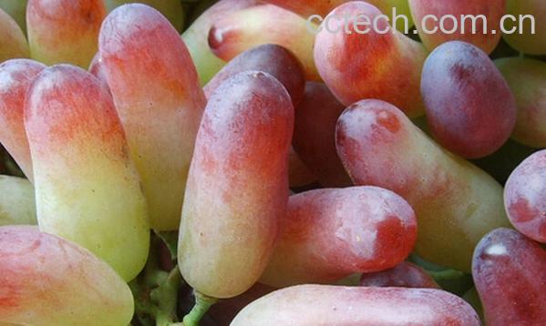 果蔬百科奥古斯特葡萄-0