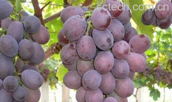 果蔬百科紫珍香葡萄-0