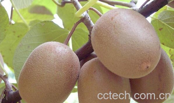 果蔬百科鄂猕猴桃二号-0