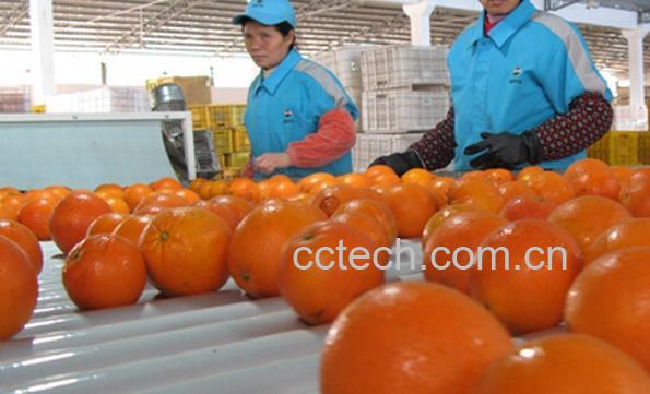 果蔬百科巴哈宁哈脐橙-0