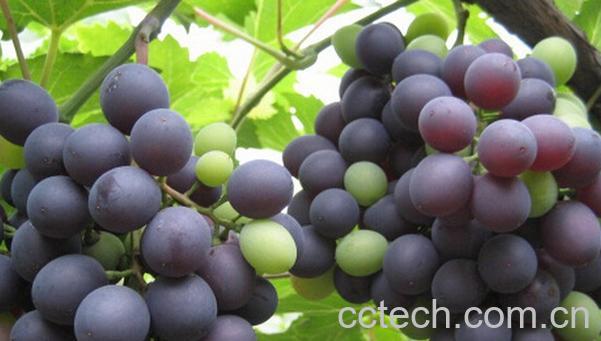 果蔬百科早玫瑰葡萄-0