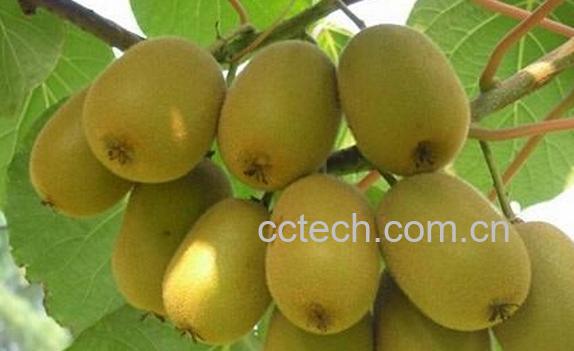 果蔬百科布鲁诺猕猴桃-0