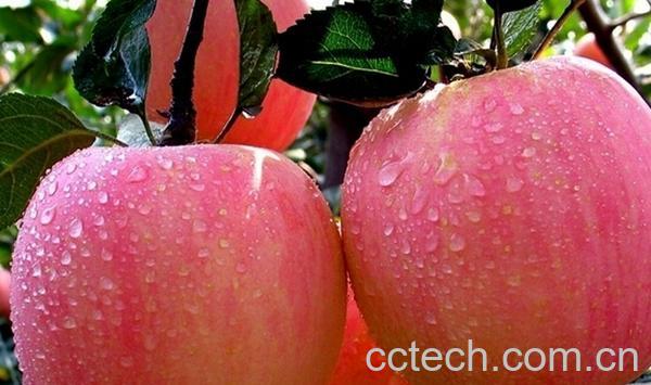 果蔬百科苹果,酸-0