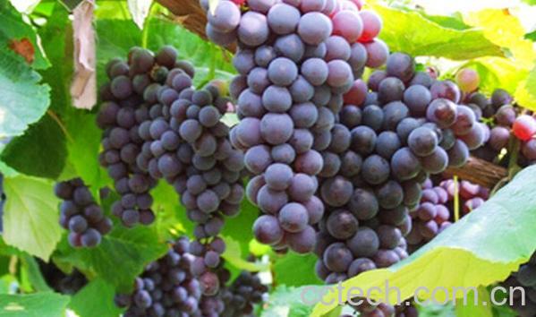 果蔬百科金星无核葡萄-0