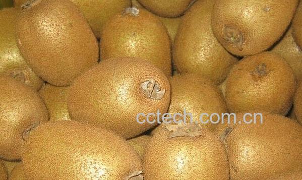 果蔬百科海沃德猕猴桃-0