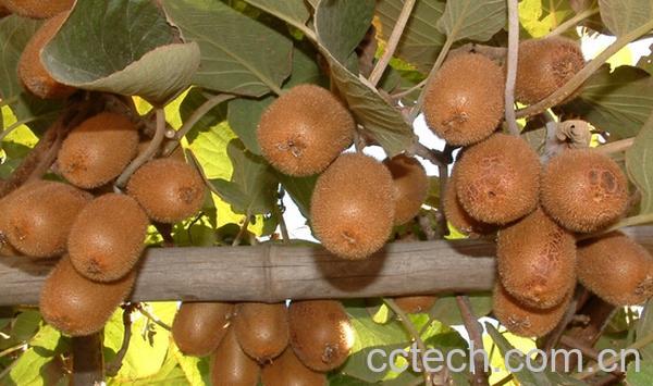 果蔬百科鄂猕猴桃三号-0