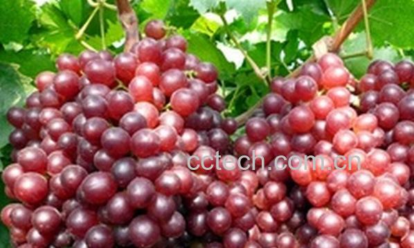 果蔬百科超级无核葡萄-0