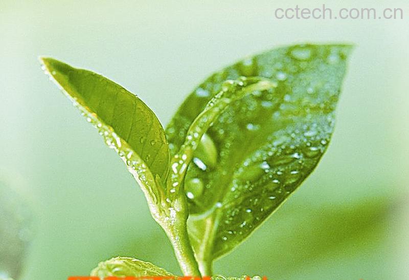 果蔬百科茶叶怎么样保存-0