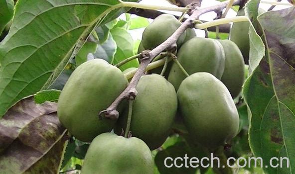 果蔬百科魁绿猕猴桃-0