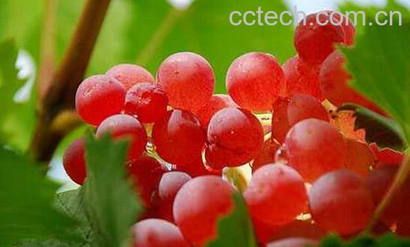 果蔬百科和田红葡萄-0