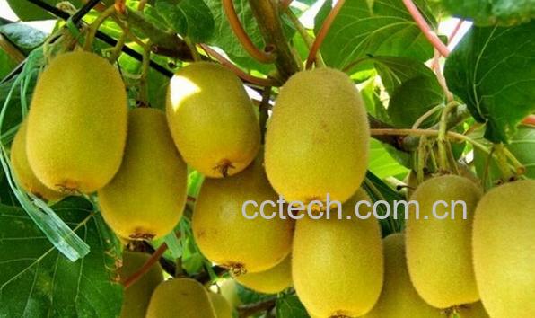 果蔬百科金桃猕猴桃-0